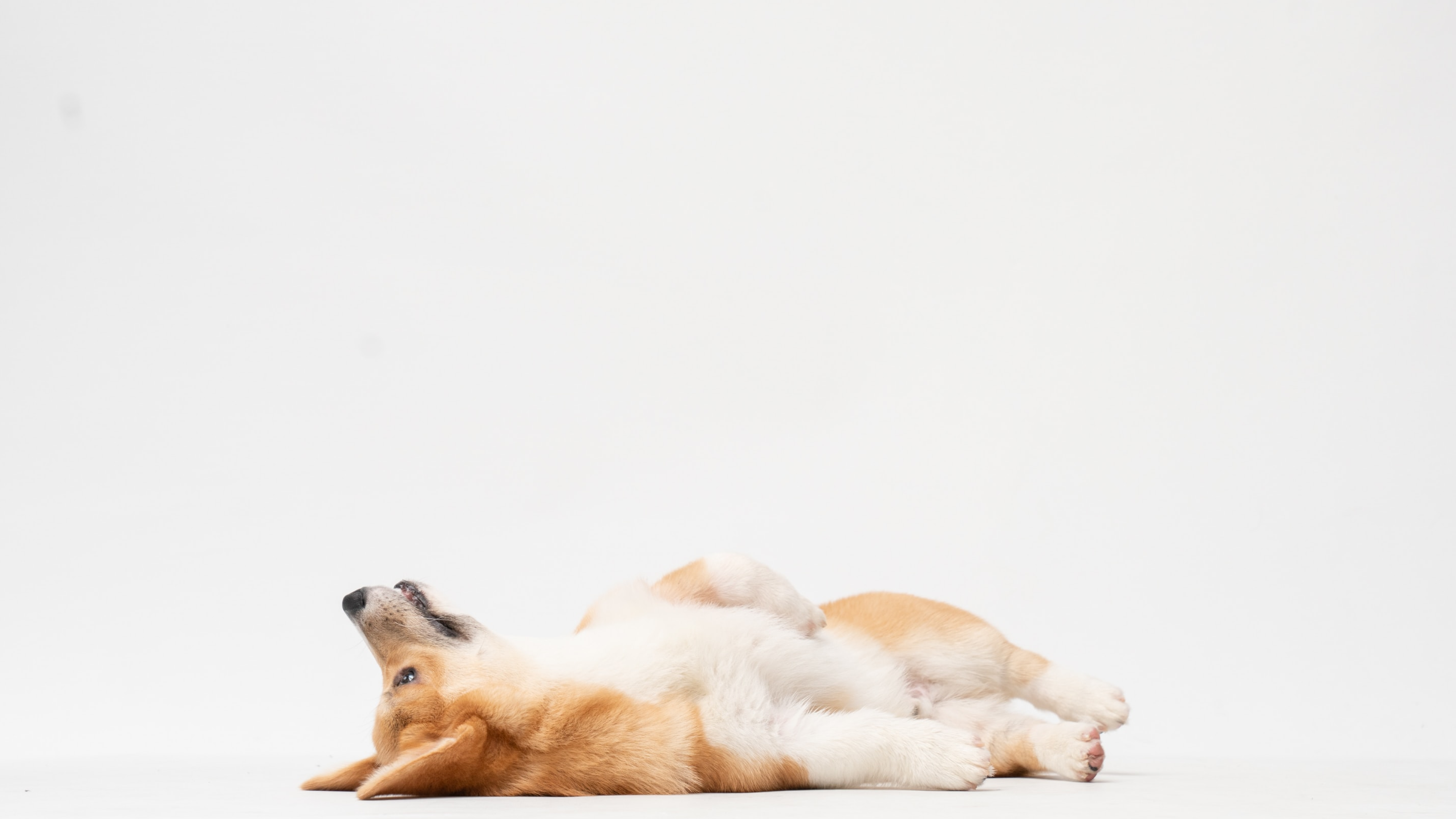 Comment habituer son chien à l’absence ?-Muzon
