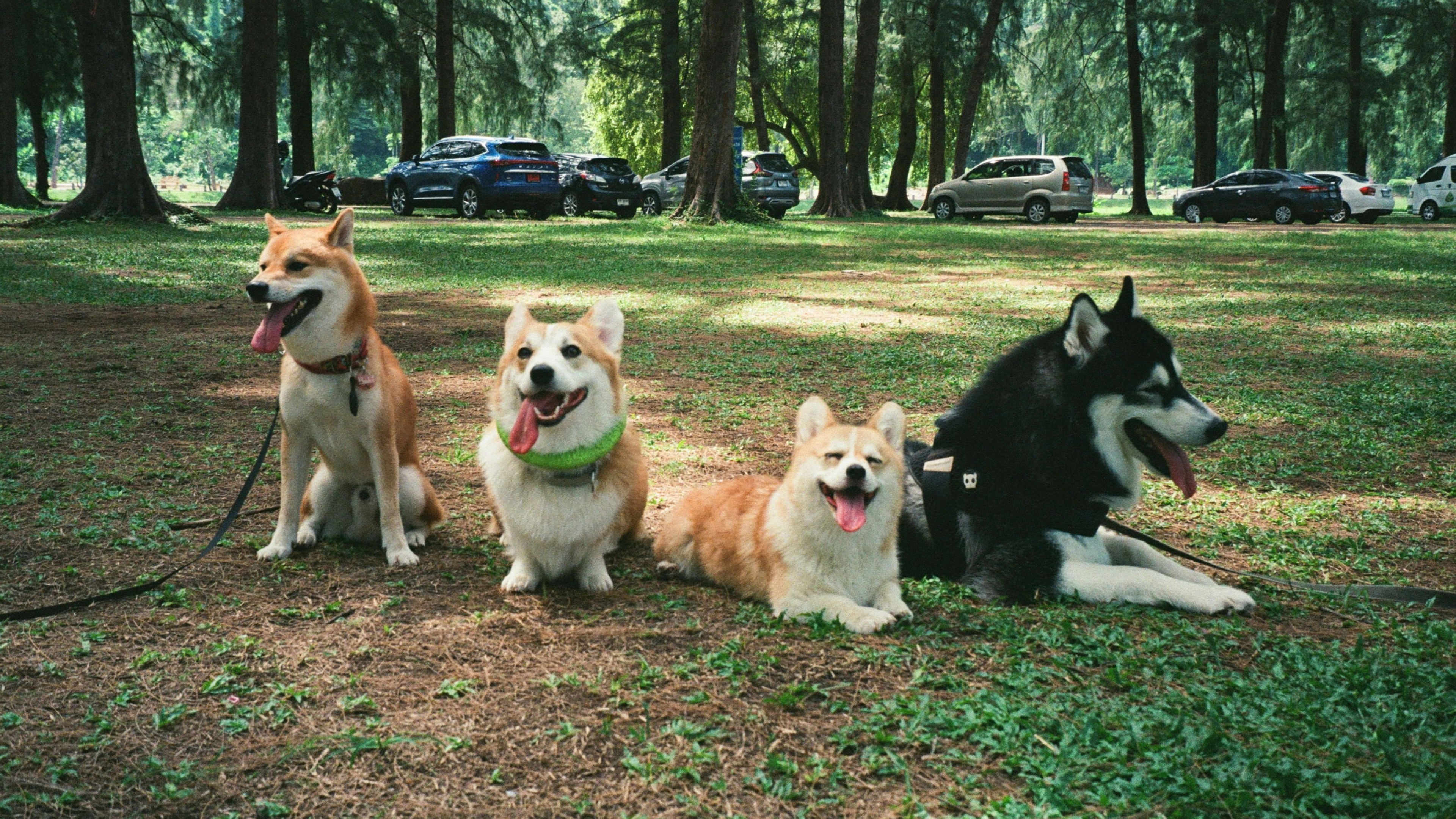 Comment rafraichir mon chien pendant la canicule ?