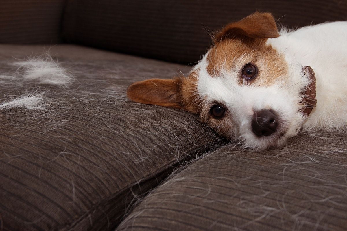 La mue chez le chien : tout ce qu’il faut savoir