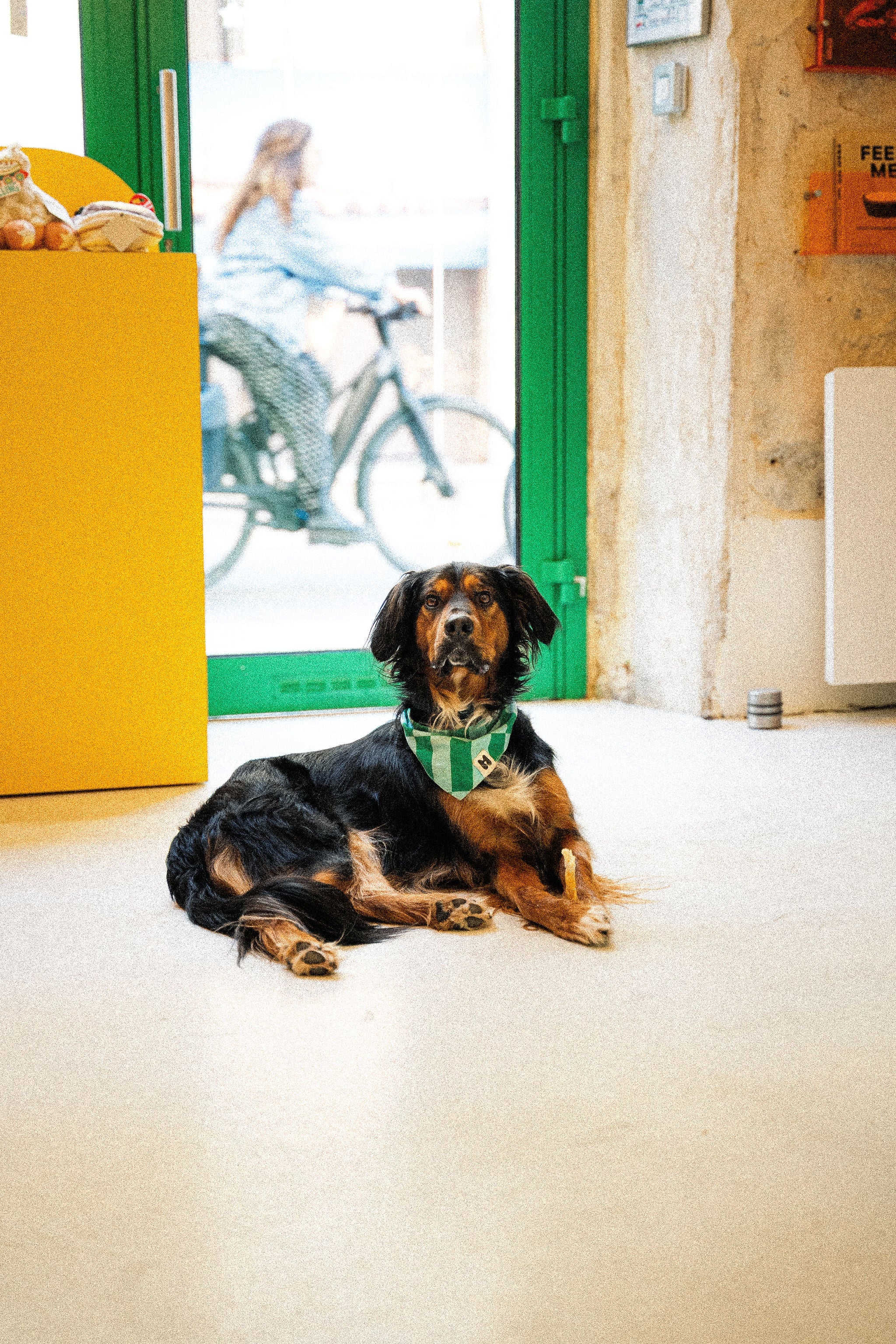 Chiens & Chats