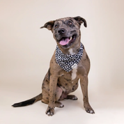 Bandana pour chien - Zoé noir