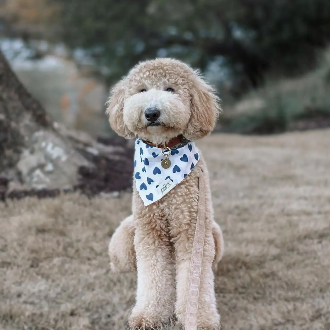Dog Bandana - Blue Heart