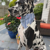 Bandana pour chien - Harbour