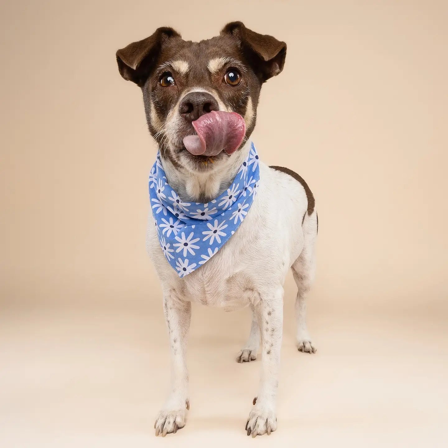 Bandana pour chien - Fleurs bleues