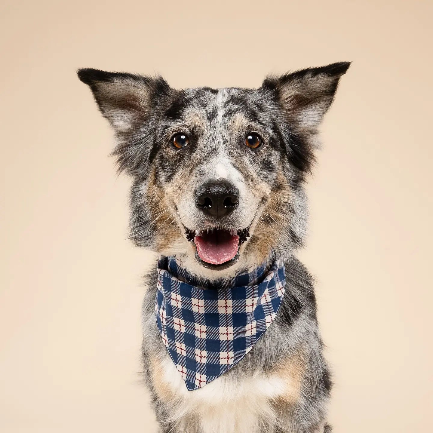 Bandana pour chien - Tartan bleu