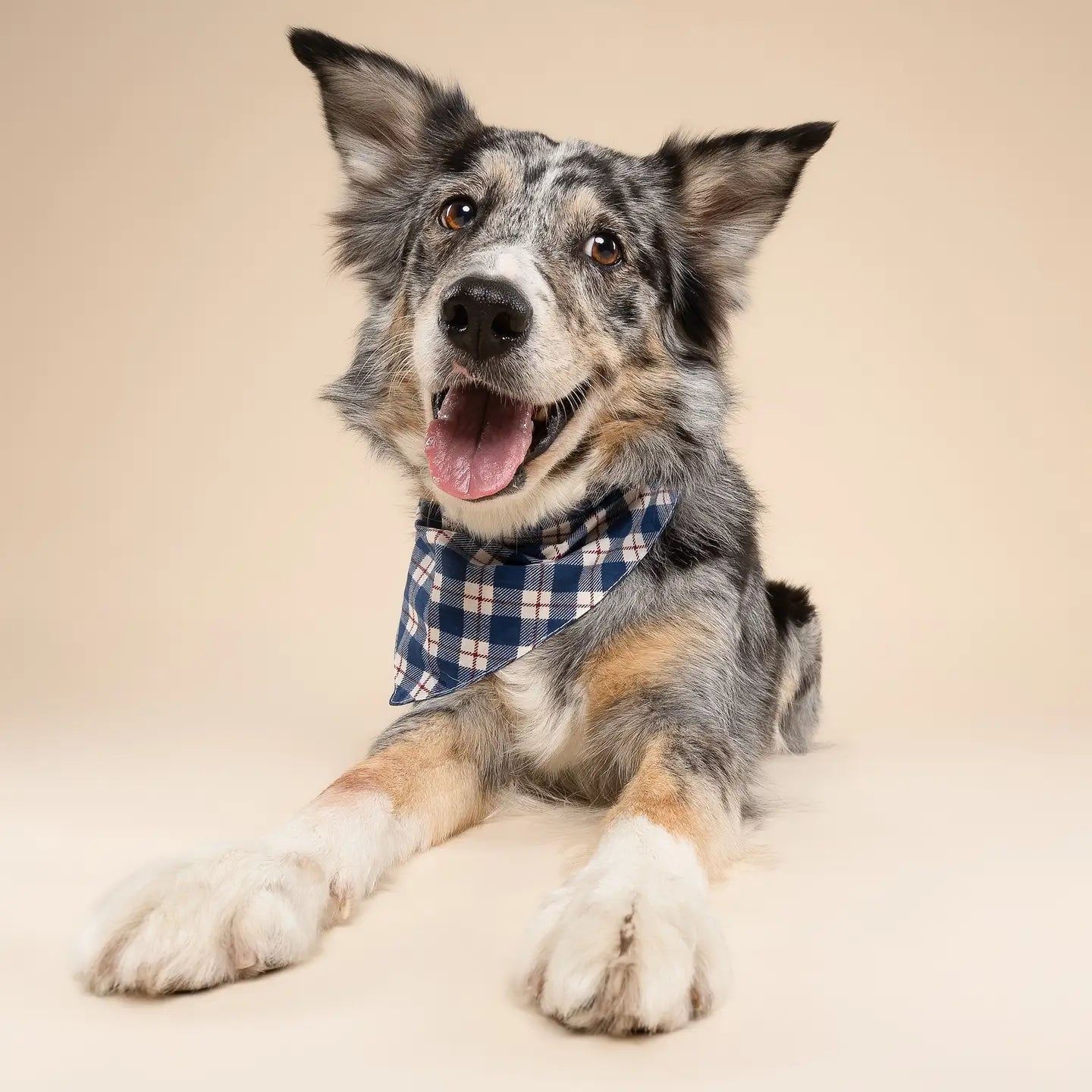 Bandana pour chien - Tartan bleu
