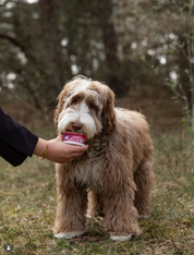 Glace pour chien et chat - Pastèque, framboise, mûre