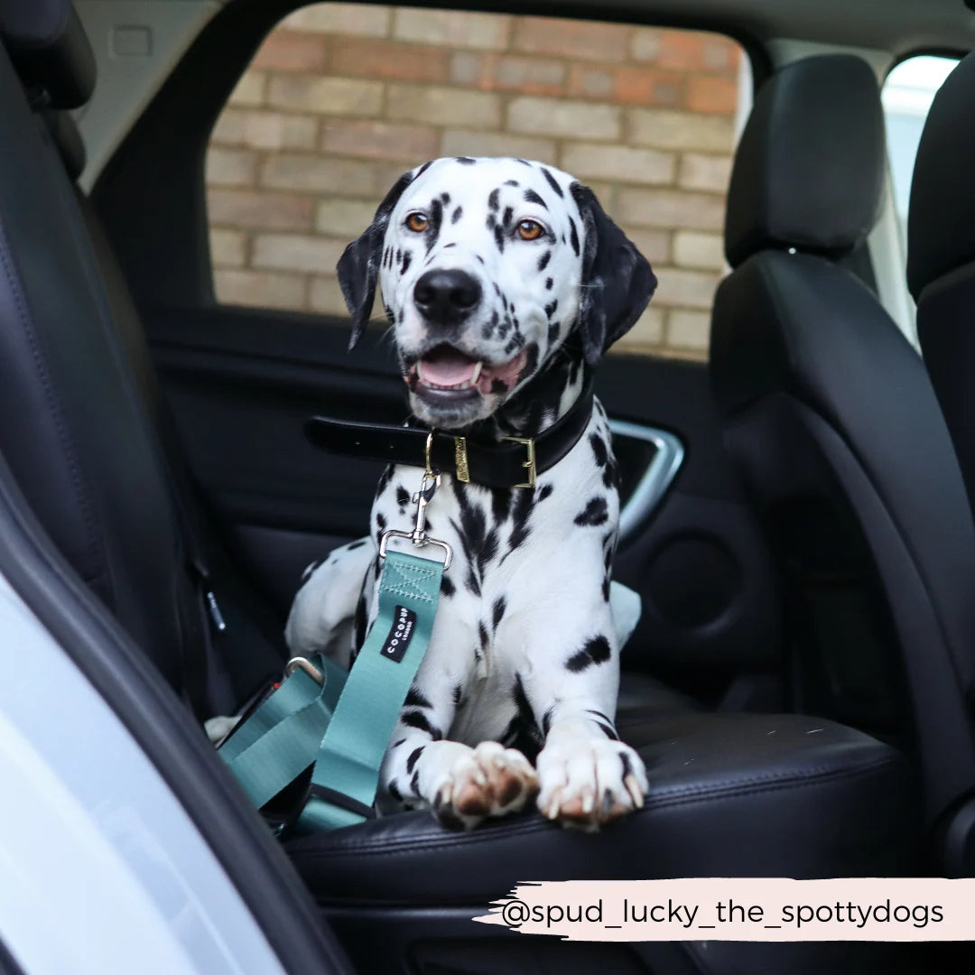 Ceinture de sécurité pour chien - Kaki