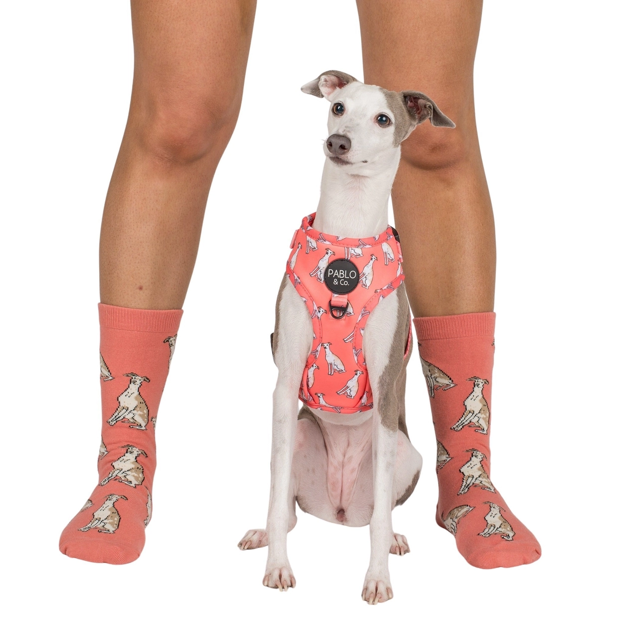 Socken Dog Race - Whippet