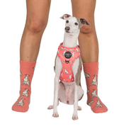 Socken Dog Race - Whippet