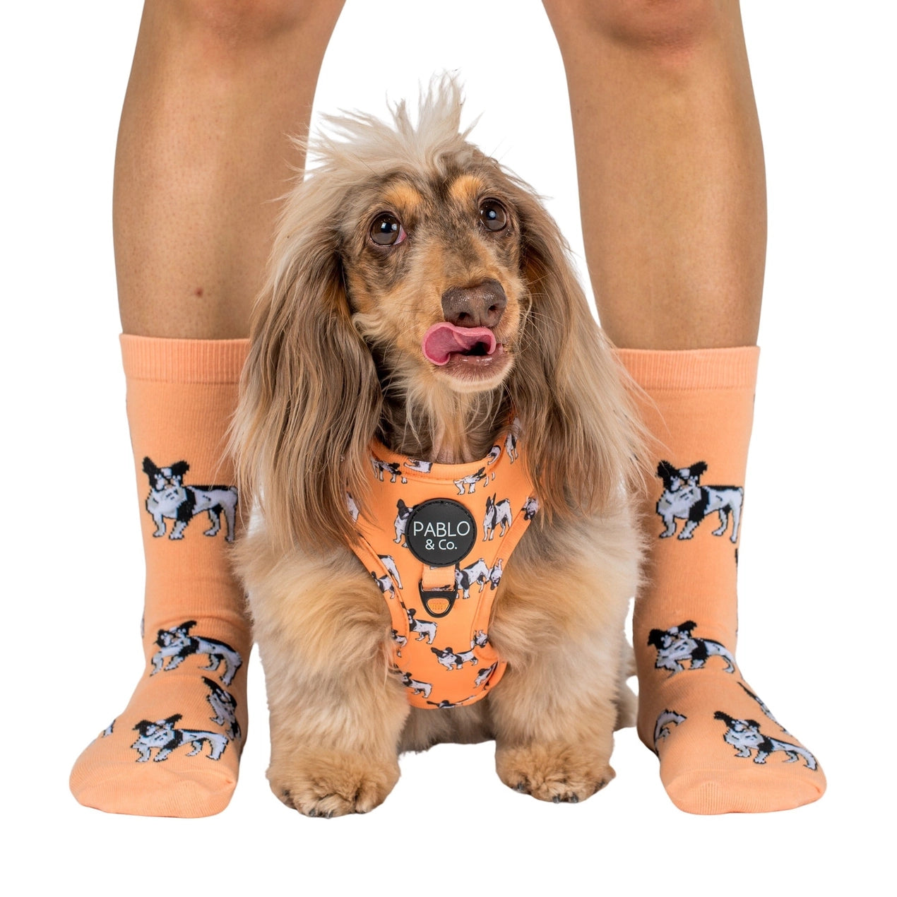 Chaussettes bouledogue français - Pablo & Co 2