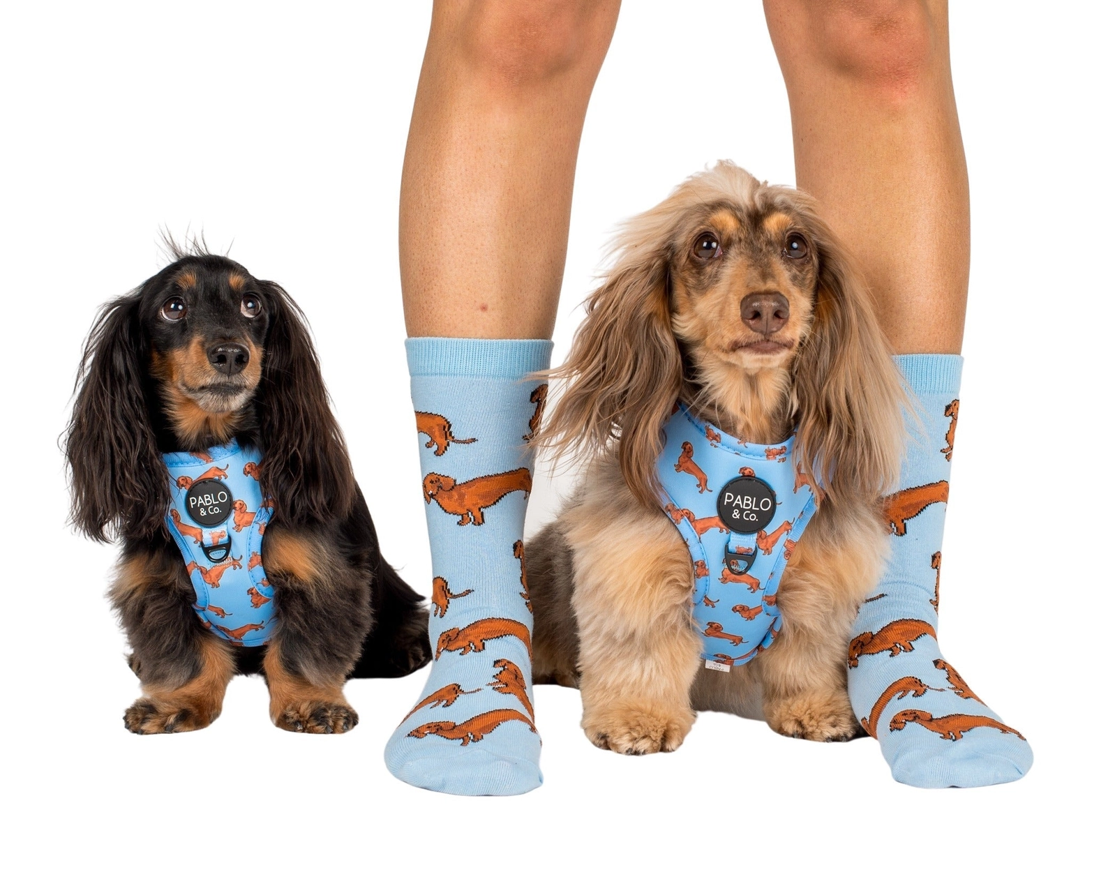 Socken Dog Race – Dackel