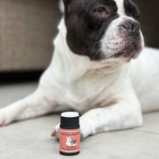 Crème solaire SPF 30 pour chien