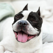 Crème solaire SPF 30 pour chien