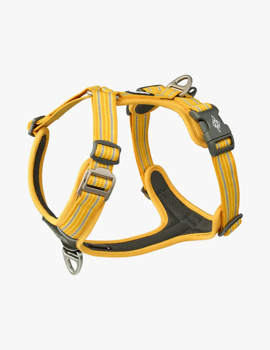 Dog-Copenhagen-jaune.png