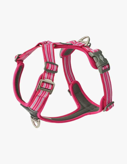 Dog-Copenhagen-rose.png