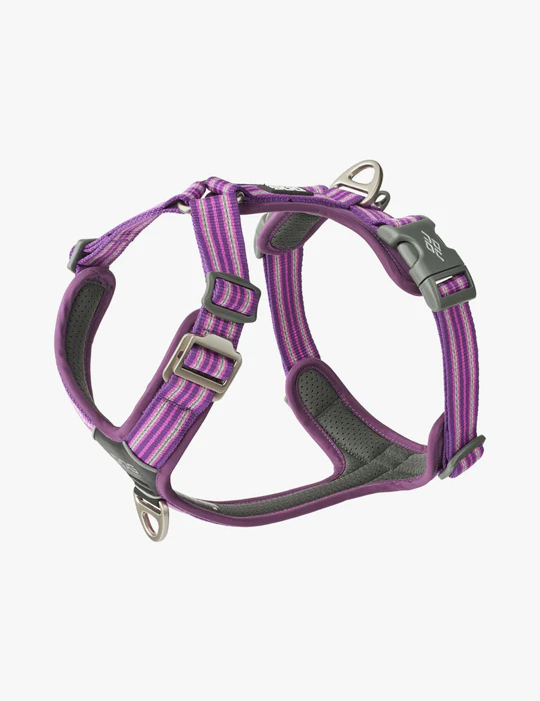 Dog-Copenhagen-violet.png