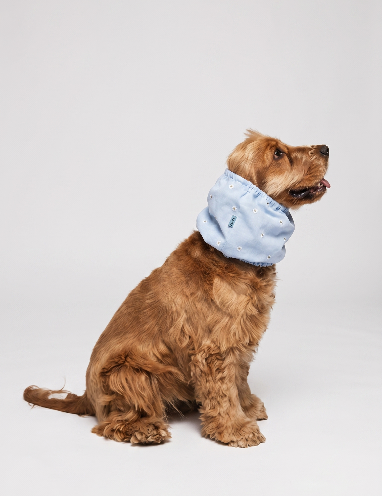 Dog_summer_snood_blue_daisy_1.png