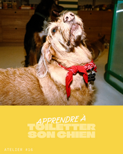 Atelier #16 : Apprendre à toiletter son chien - 10.10.2026