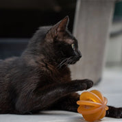 Jouet d'intelligence pour chat - Funny Ball