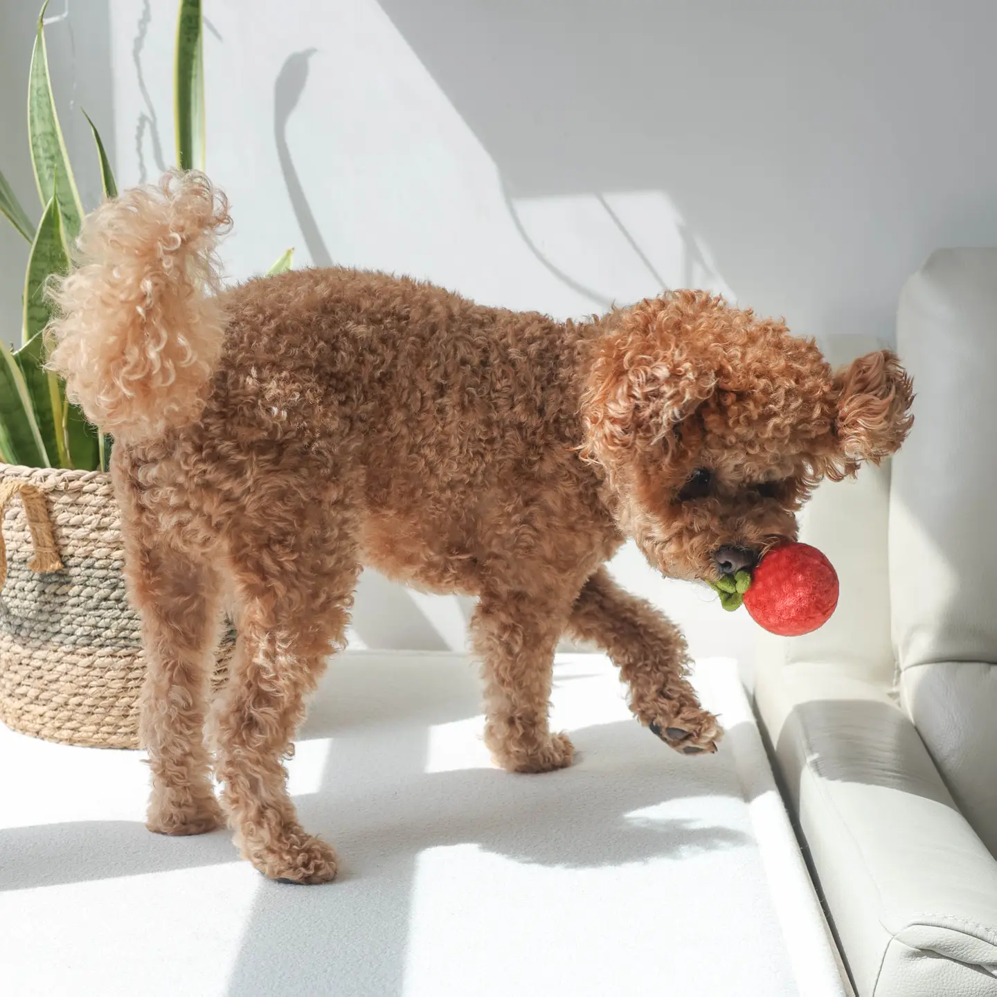 Snuffle Toy - Tomato Soup