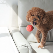 Snuffle Toy - Tomato Soup