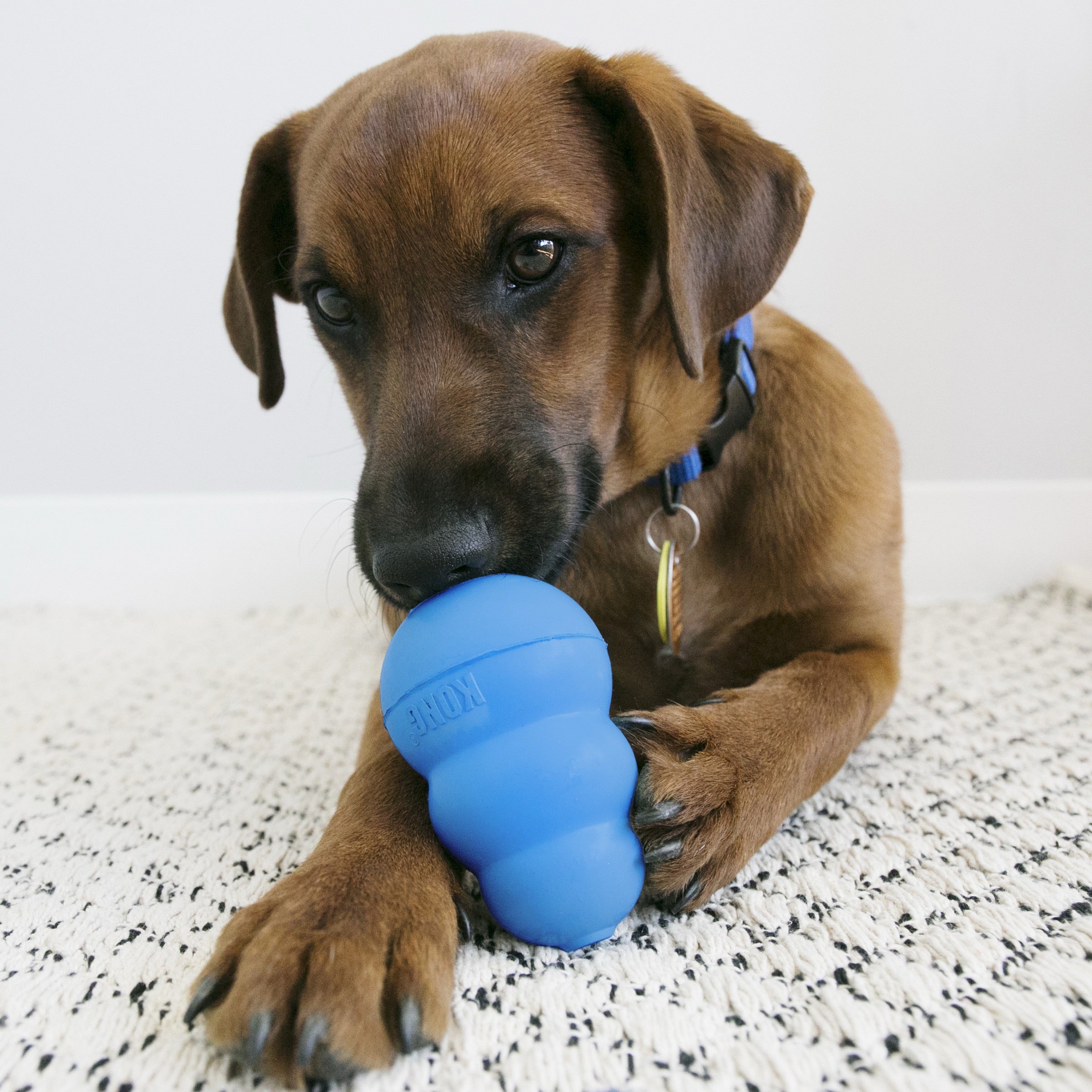 Kong_Puppy_M.jpg