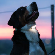 Lumière haute visibilité pour chien - Lilas
