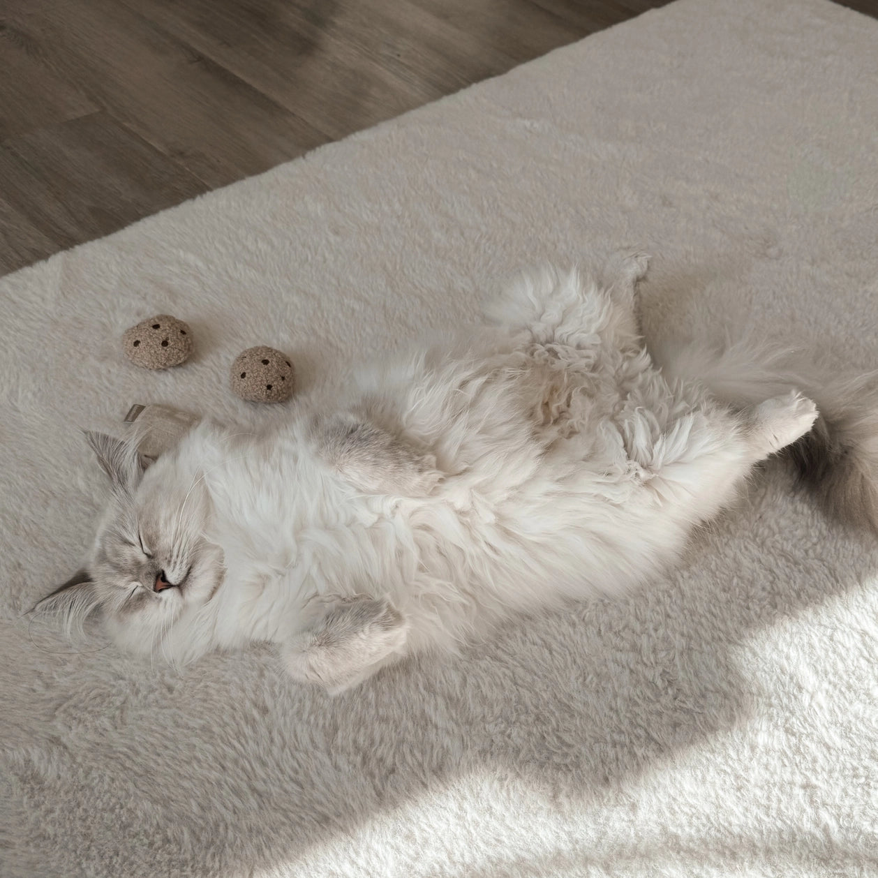 Jouet pour chat - Le sachet de thé