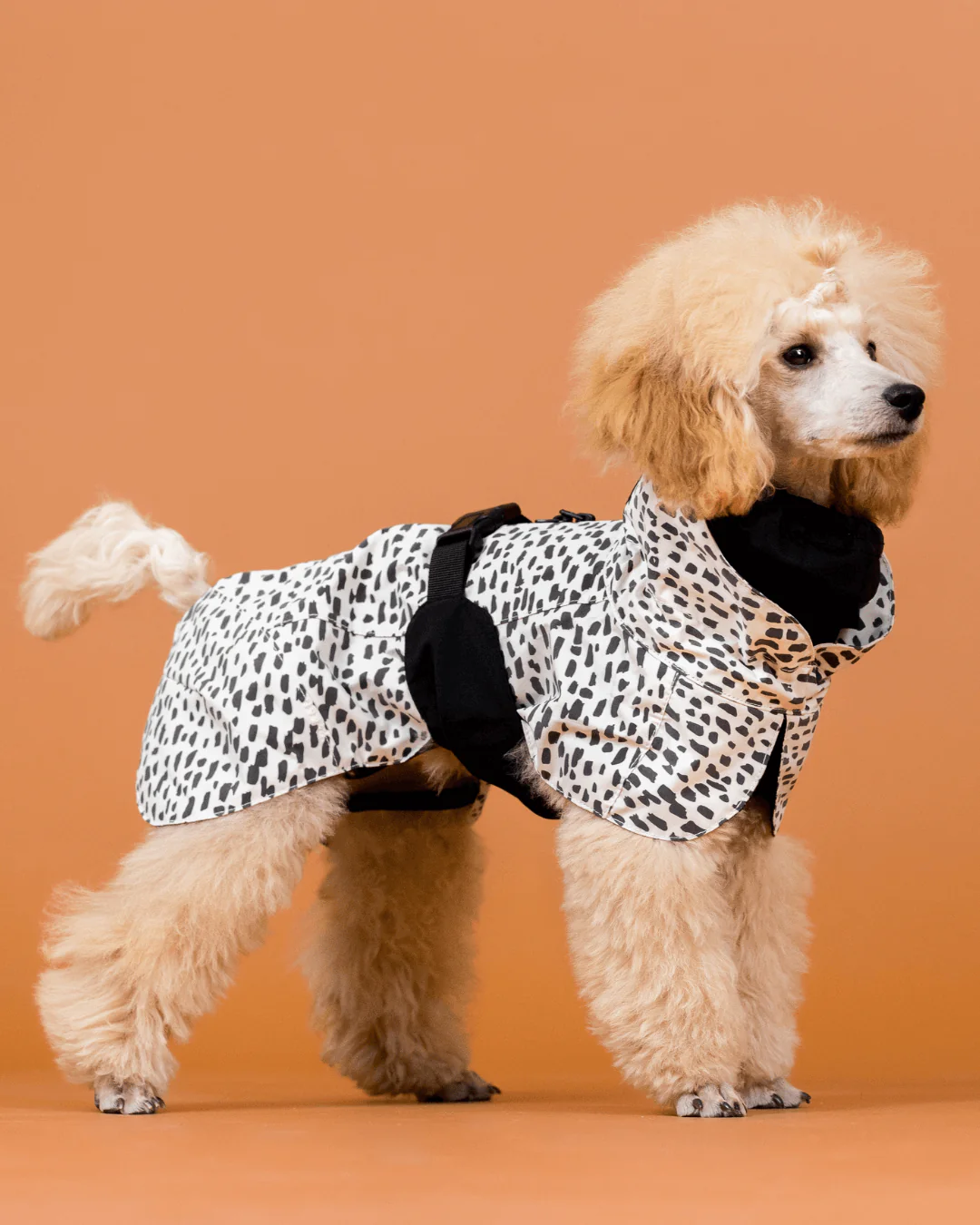 PAIKKARaincoat2.0.png