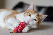 Jouet pour chat - Le biscuit et le sapin de Noël