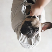 Sac de transport pour petits chiens - Gris