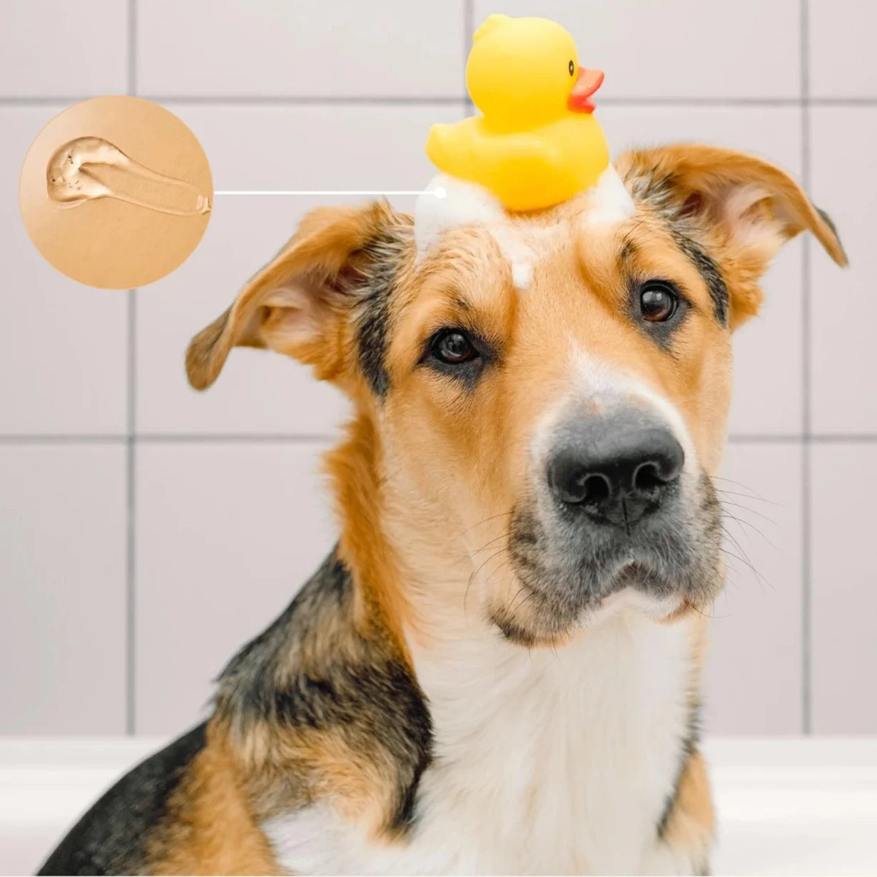 ShampoingDexterandMango_e343adf2-4698-40d5-b5a9-80ccfe7a4911.webp