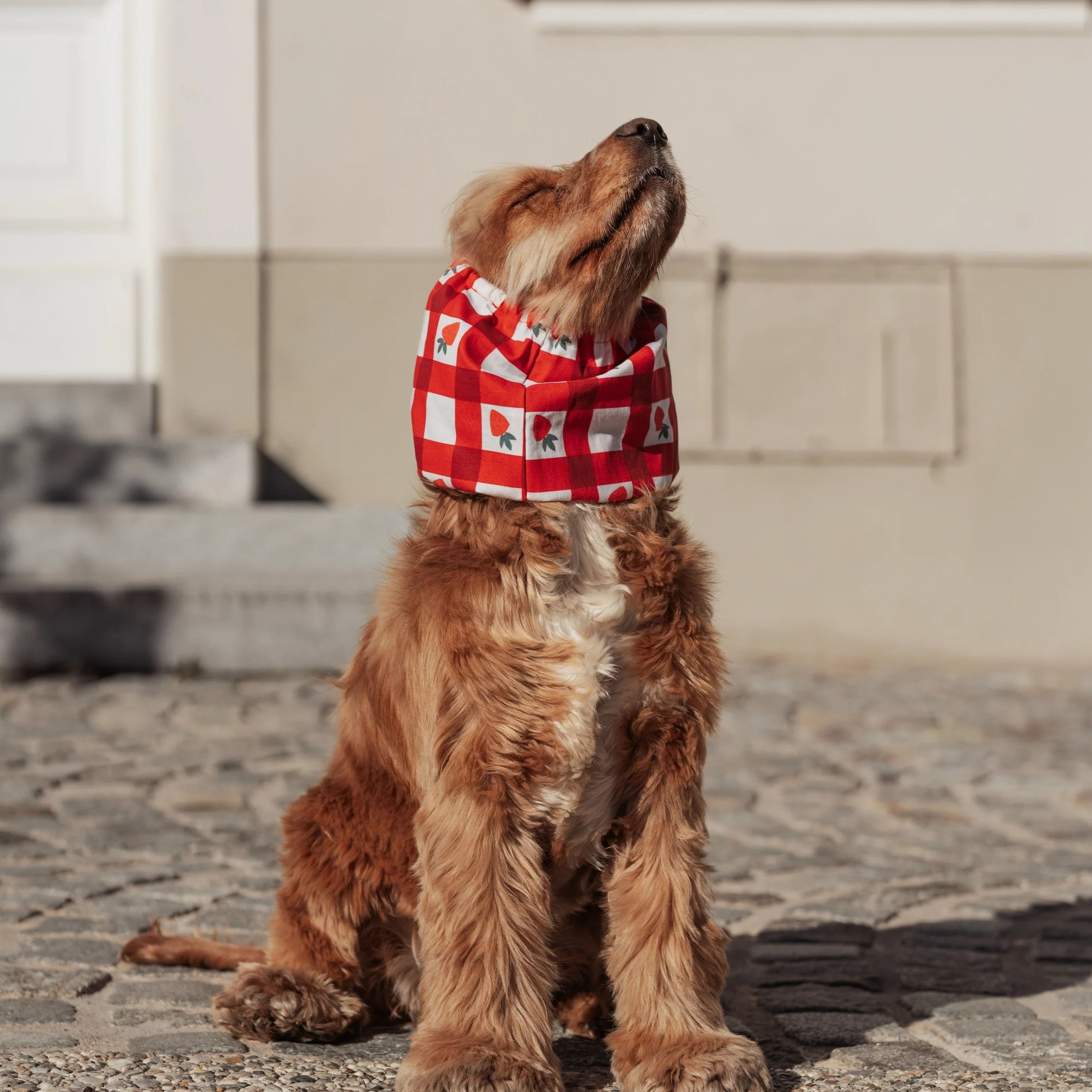 Snood-strawberries2.jpg