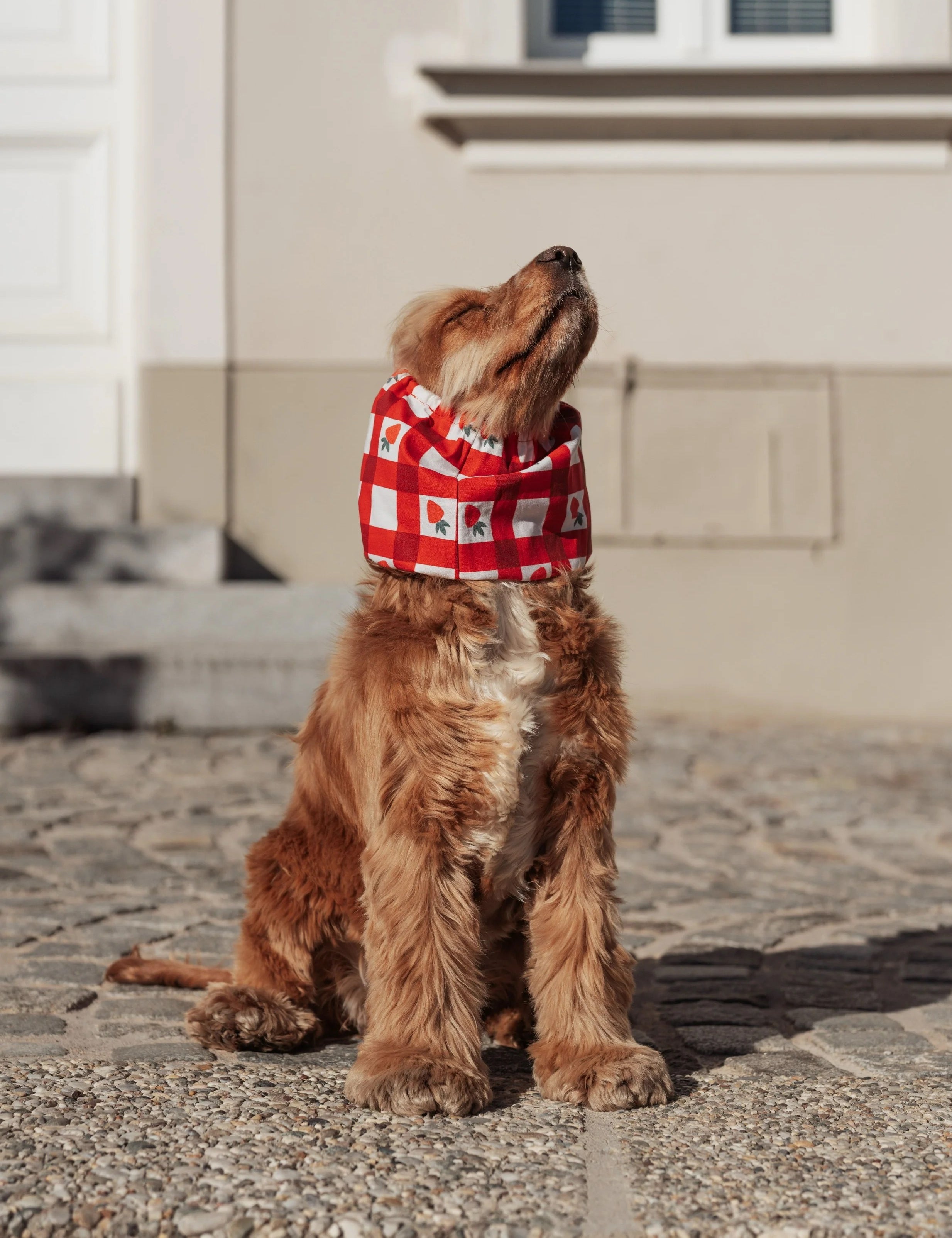 Snood-strawberries2.jpg
