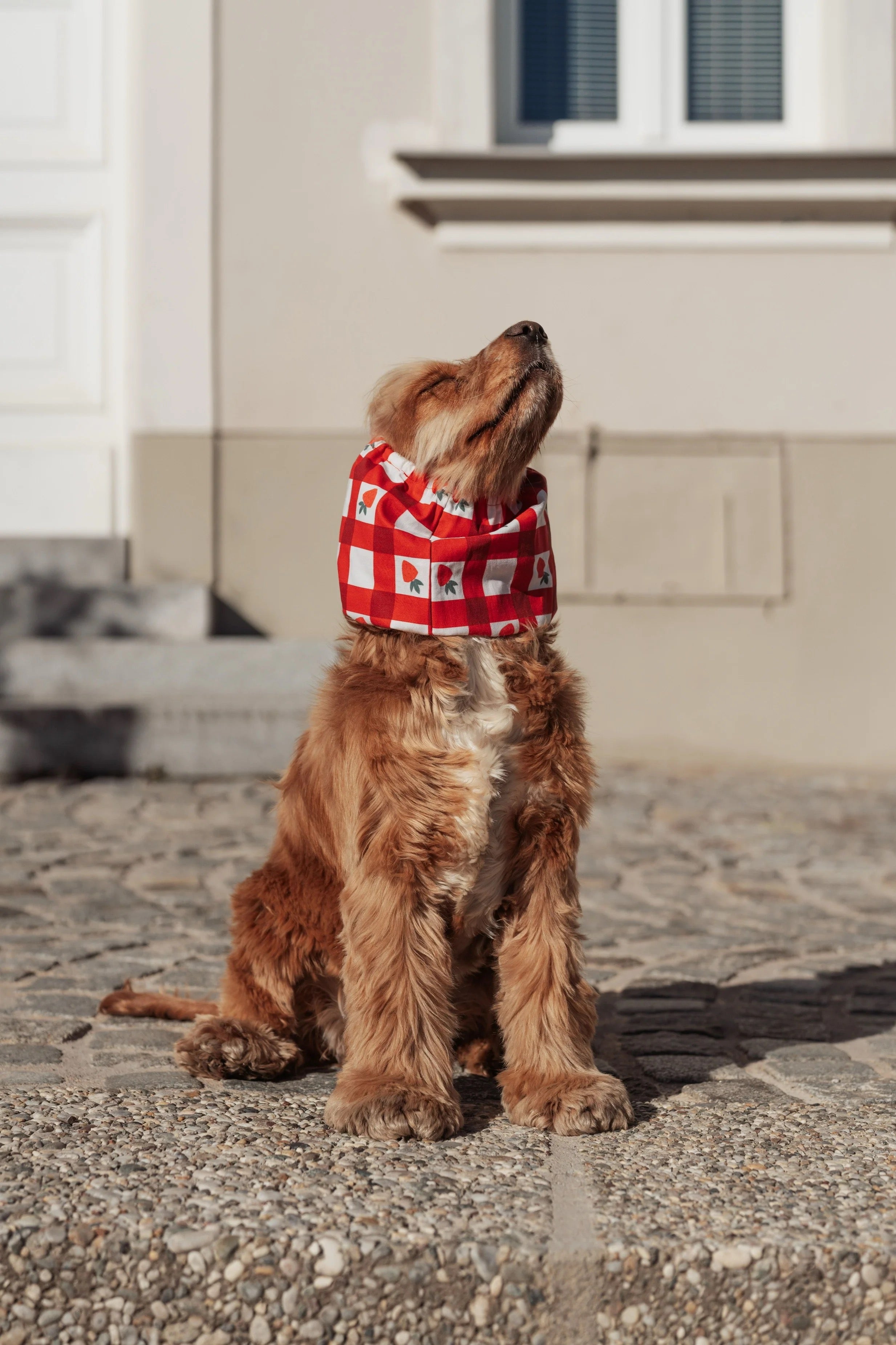 Snood - Fraises