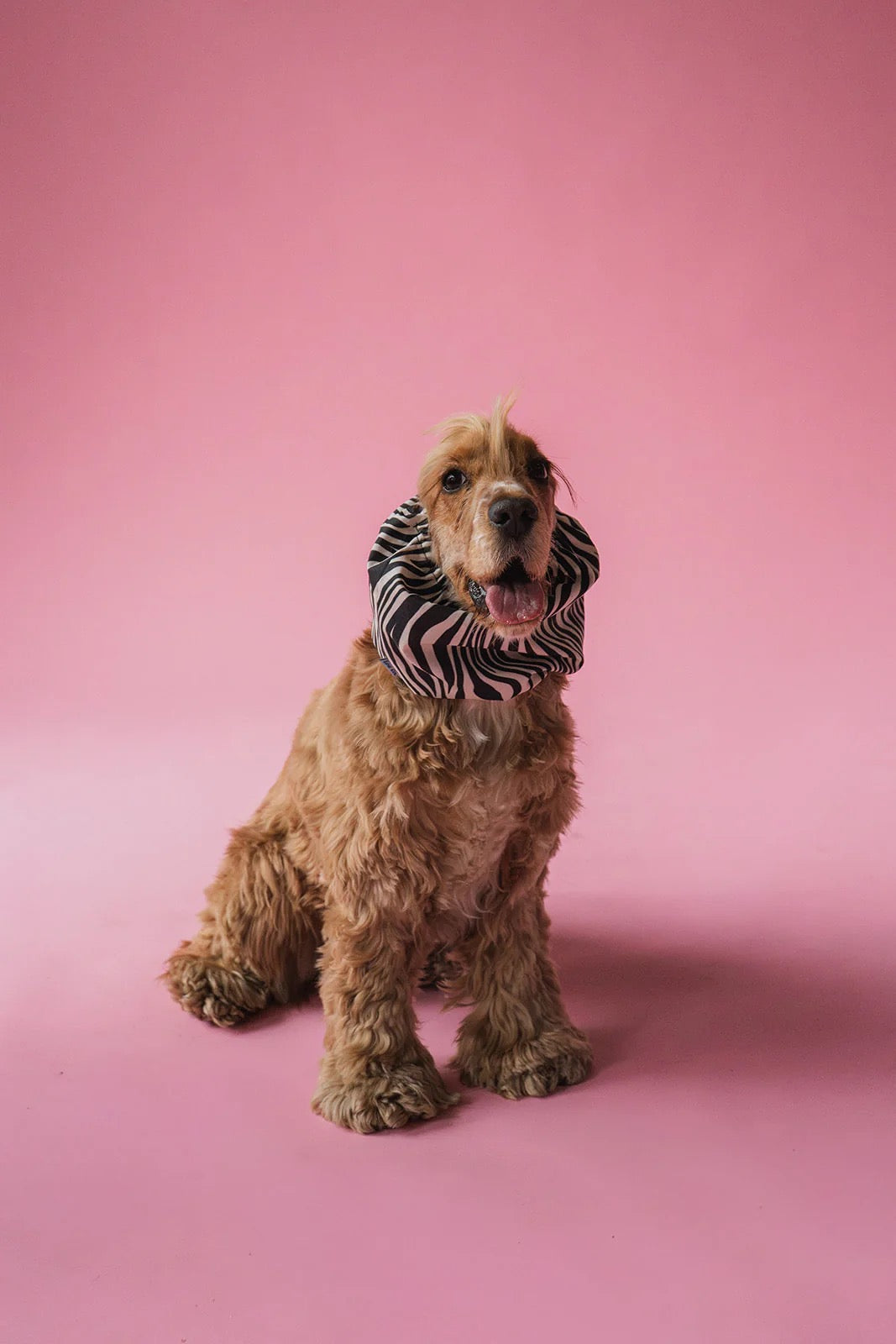 Snood - Zebra