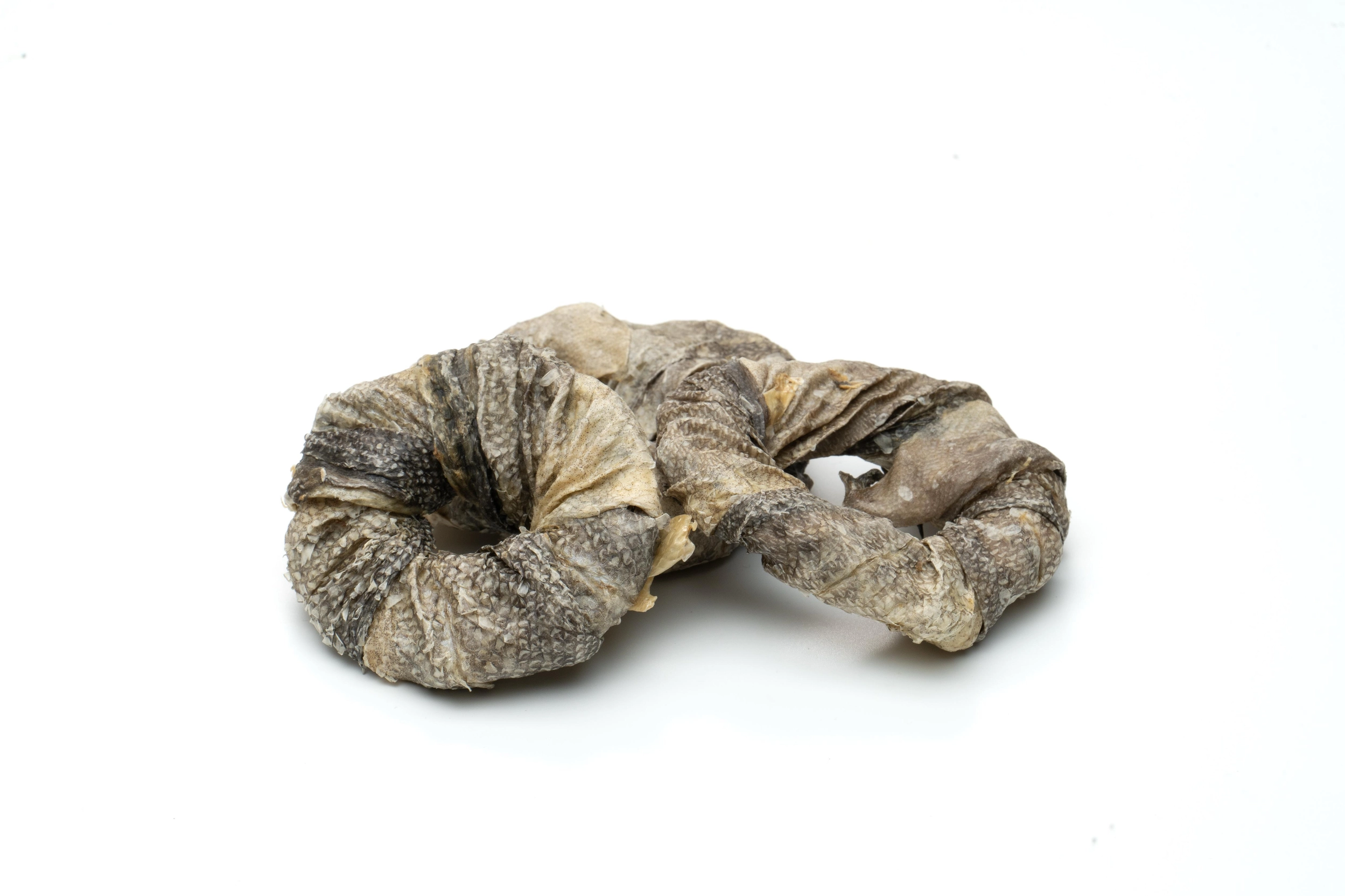 Anneau de morue - Mastication naturelle