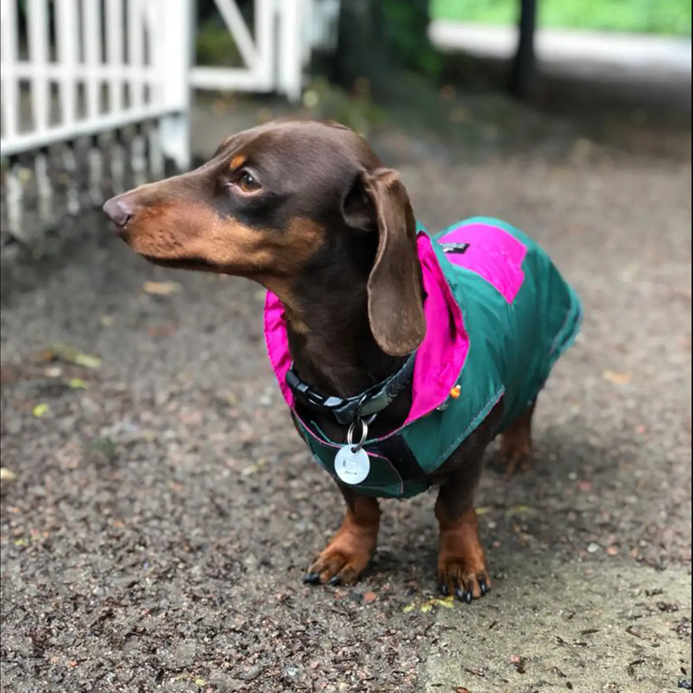 Manteau imperméable pour chien  | Muzon