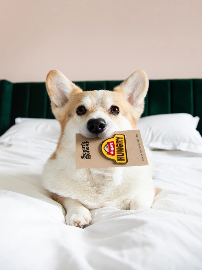 Badge thermocollant pour chien "Always hungry"-Patch et badges-Scoot's Honor-Muzon