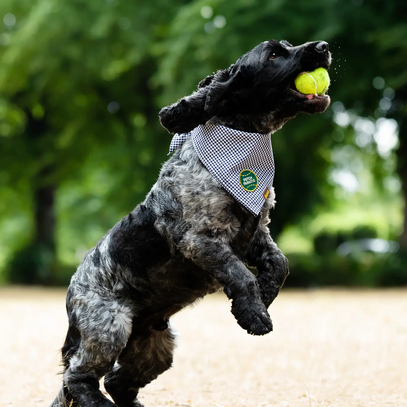 Badge thermocollant pour chien "Fetch Fanatic"-Patch et badges-Scoot's Honor-Muzon