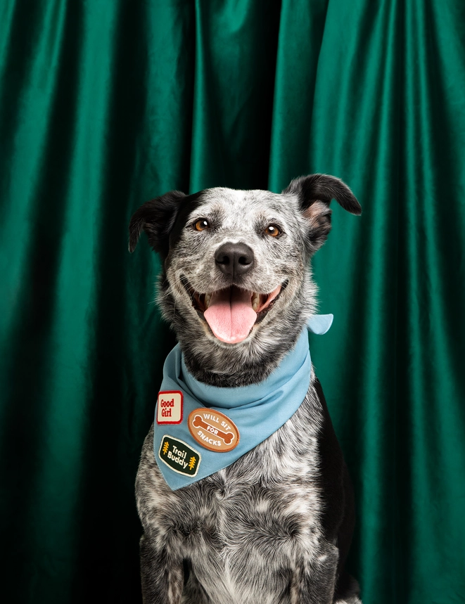 Badge thermocollant pour chien "Good girl"-Patch et badges-Scoot's Honor-Muzon