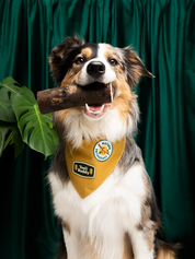 Badge thermocollant pour chien "Nature entousiast"-Patch et badges-Scoot's Honor-Muzon