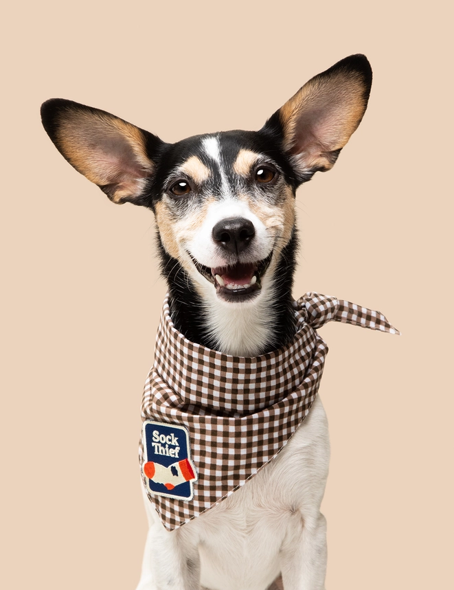 Badge thermocollant pour chien "Sock thief"-Patch et badges-Scoot's Honor-Muzon