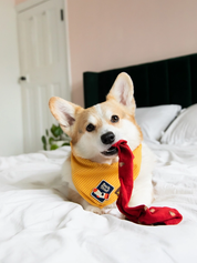 Badge thermocollant pour chien "Sock thief"-Patch et badges-Scoot's Honor-Muzon