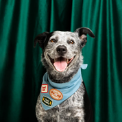 Badge thermocollant pour chien "Trail Buddy"-Patch et badges-Scoot's Honor-Muzon