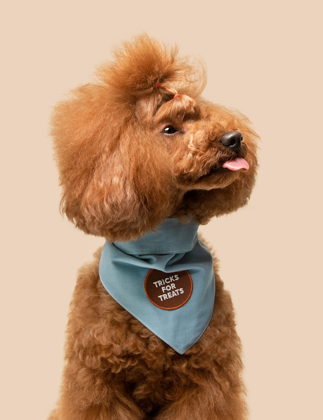 Badge thermocollant pour chien "Tricks for treats"-Patch et badges-Scoot's Honor-Muzon