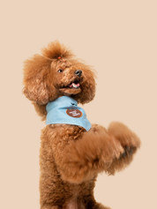 Badge thermocollant pour chien "Tricks for treats"-Patch et badges-Scoot's Honor-Muzon