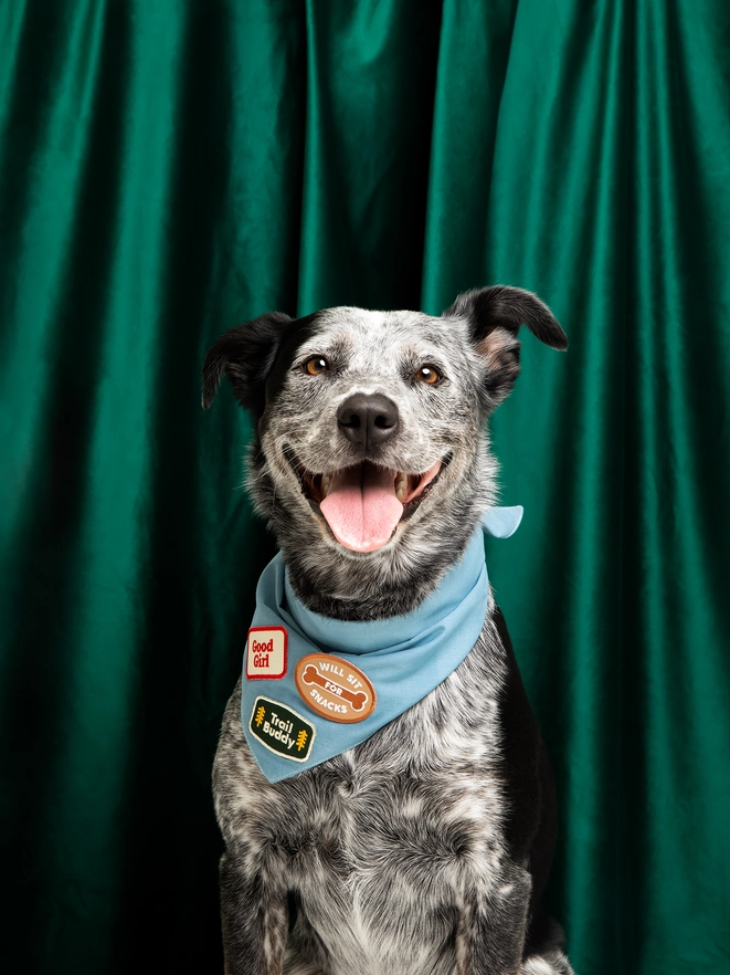 Badge thermocollant pour chien "Will seat for snacks"-Patch et badges-Scoot's Honor-Muzon