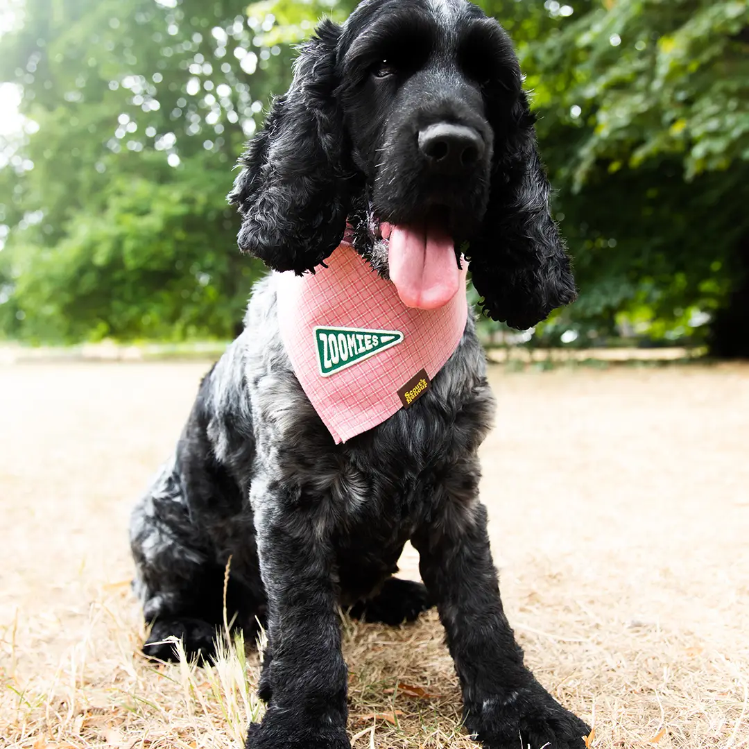 Badge thermocollant pour chien "Zoomies"-Patch et badges-Scoot's Honor-Muzon